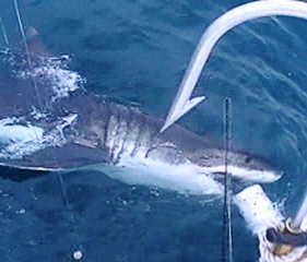 Picture of Shark